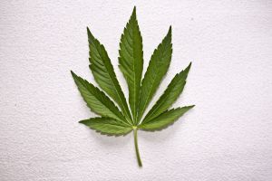dutch weed 2 jpg 1206038 m