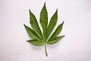 dutch weed 2 jpg 1206038 m
