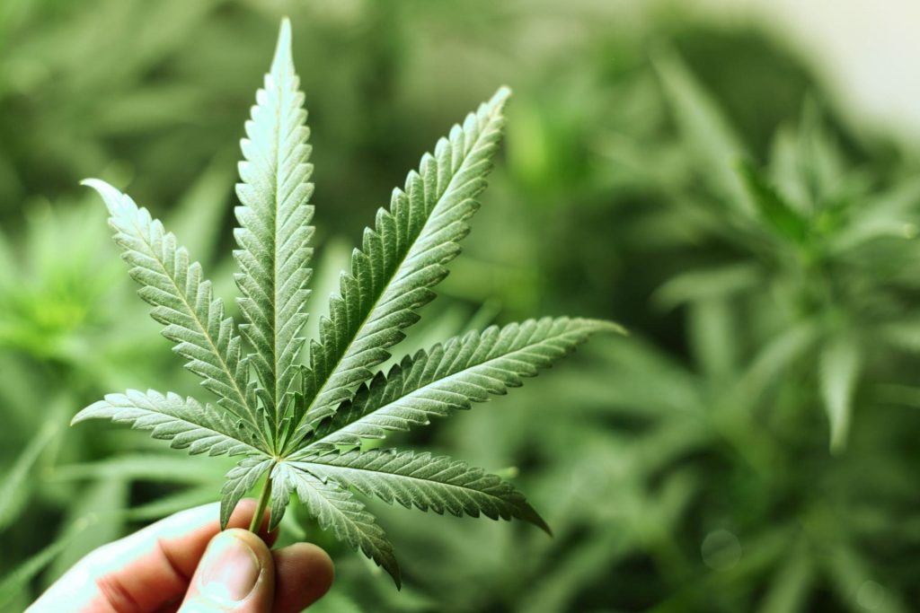Recent Changes in DC Cannabis Law img