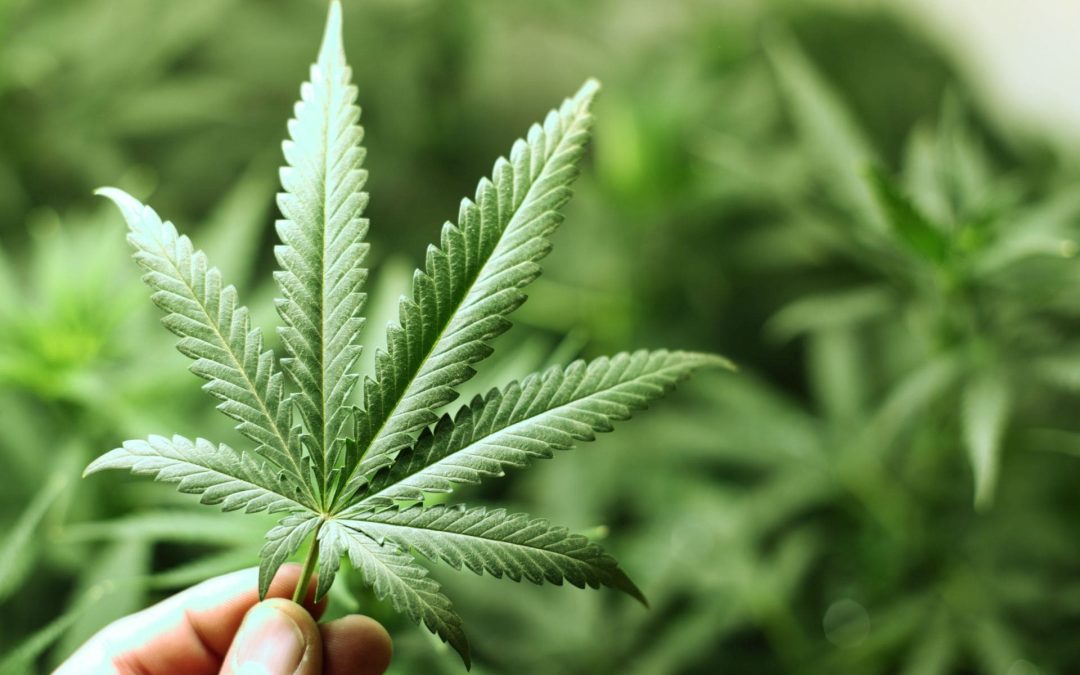 Recent Changes in DC Cannabis Law